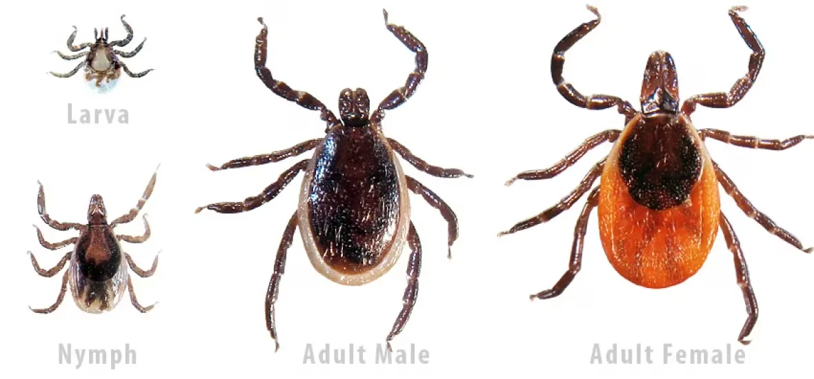 (CBC) Ticks ID infographic