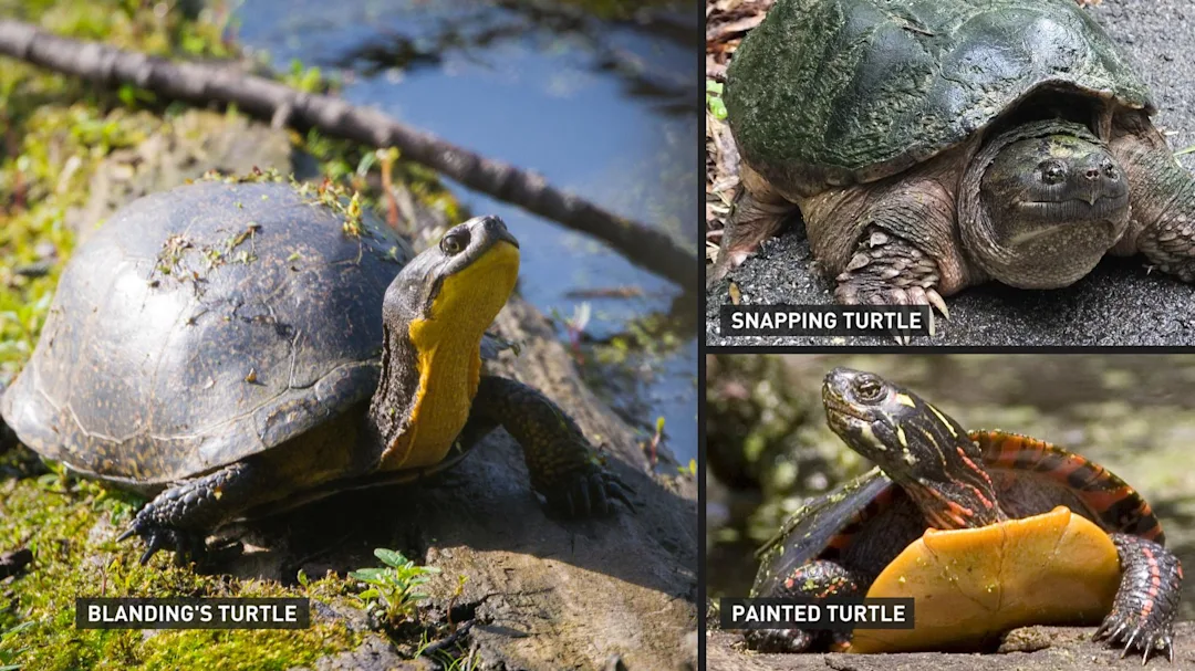 June is a deadly month for turtles, here's how to be a hero - The ...