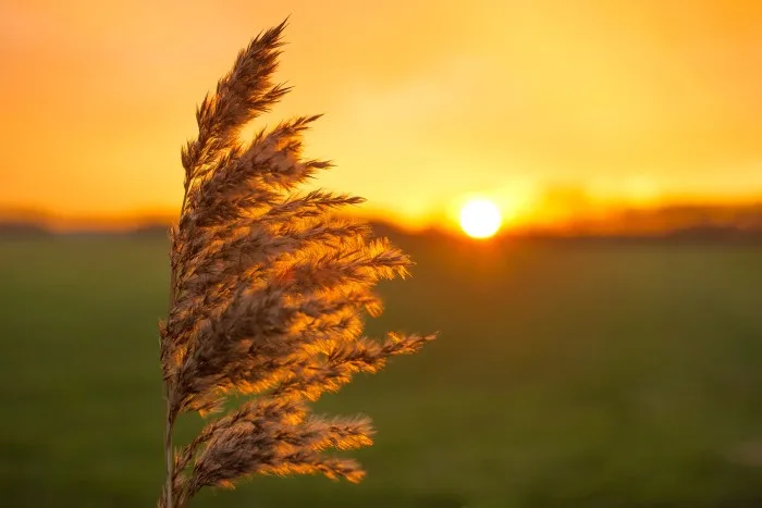 Quand l'été est chaud, l'automne est...