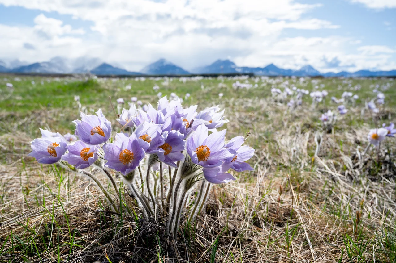 Prairie Pasqueflower (Crocus) Flower Bloom/Sean Feagan/NCC