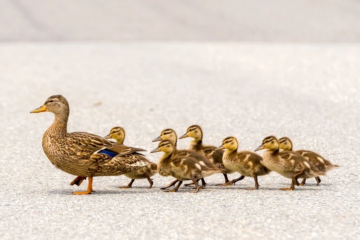 Why do ducks walk in a line anyway? We asked the experts
