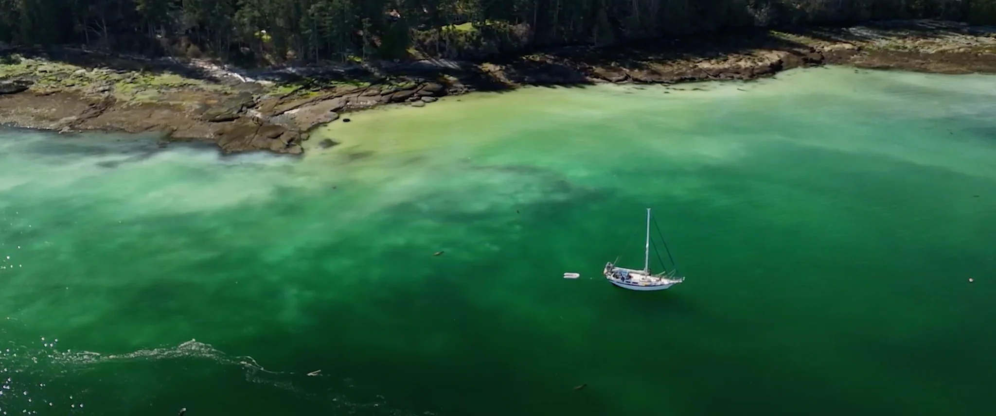 Sight to behold: Annual herring spawn transforms the B.C. coast - The