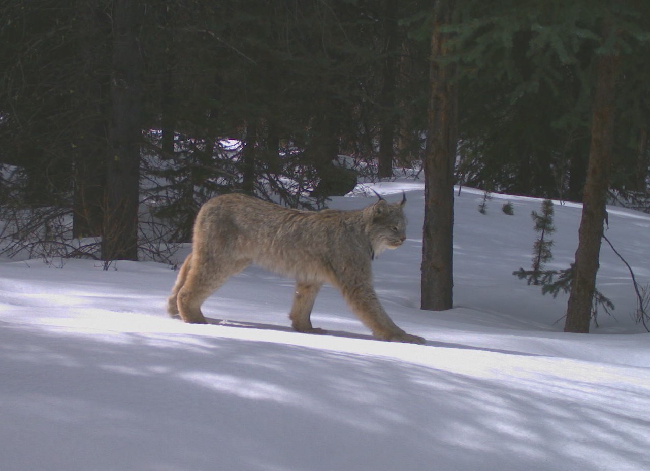Lynx in a wildlife corridor in Banff National Park, Alberta /Parks Canada