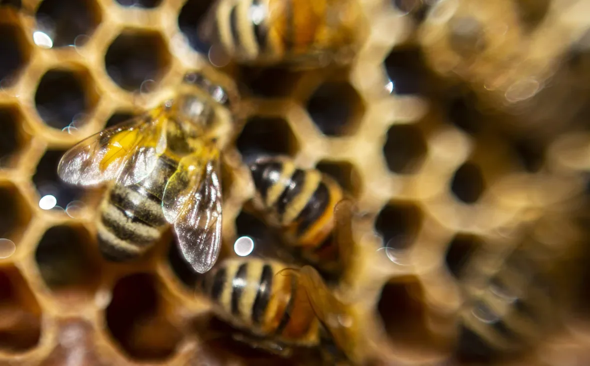 bees-in-hive-clark-apiaries/Chelsea Kemp/CBC