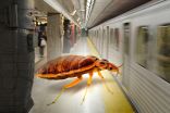 PHOTO: A bed bug has been found on the Toronto subway 