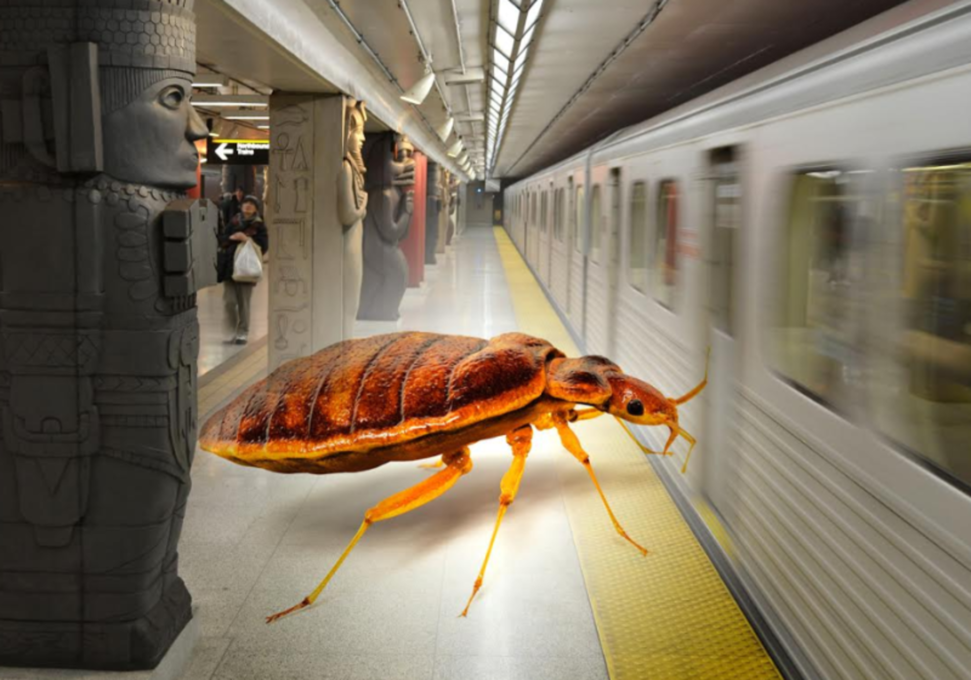 PHOTO: A bed bug has been found on the Toronto subway 