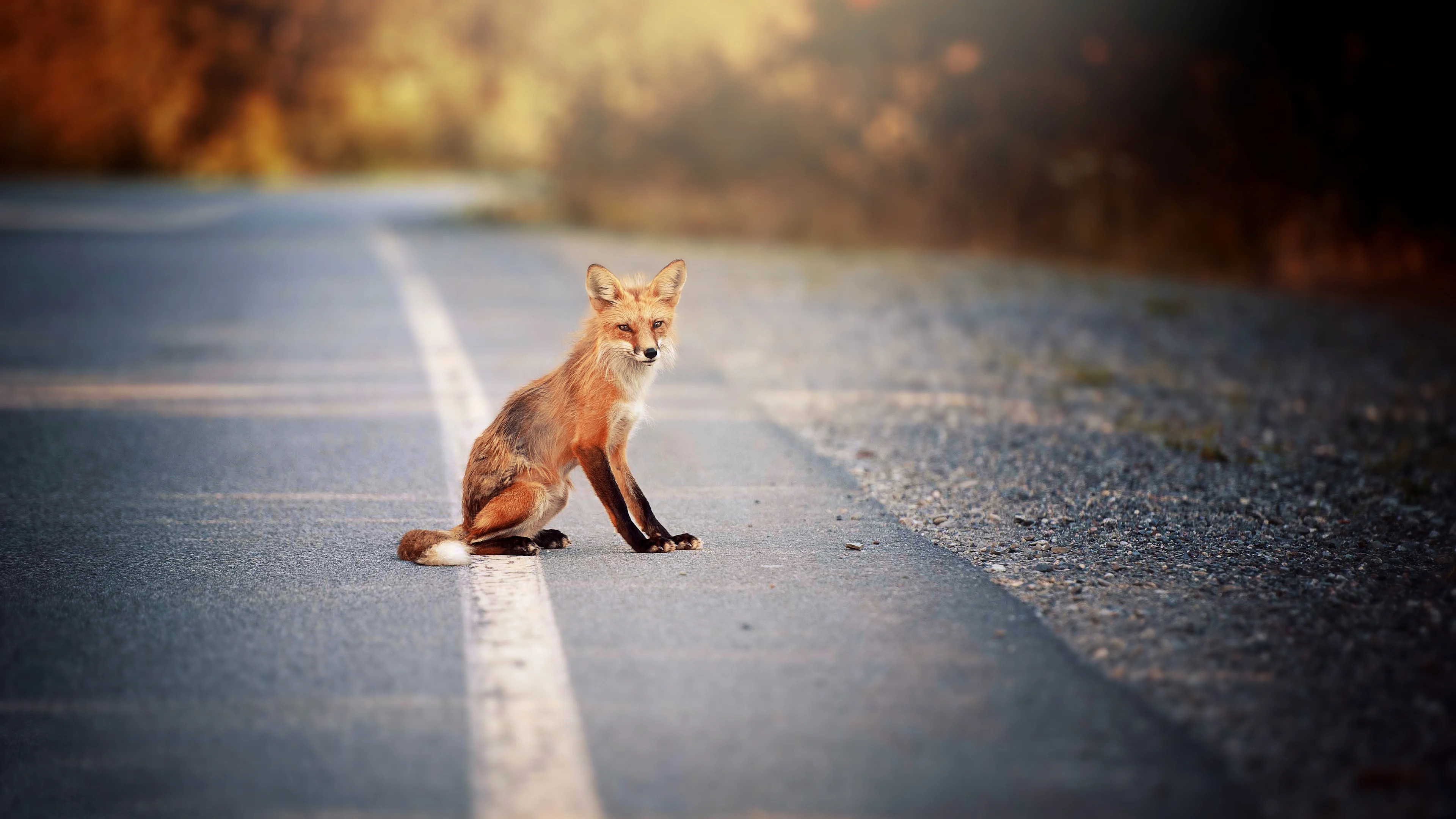 Renard sur route