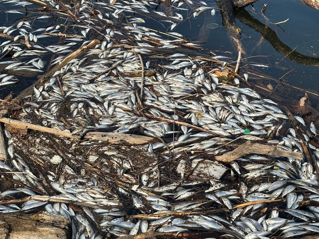 David Hodge Humber Bay Dead Fish
