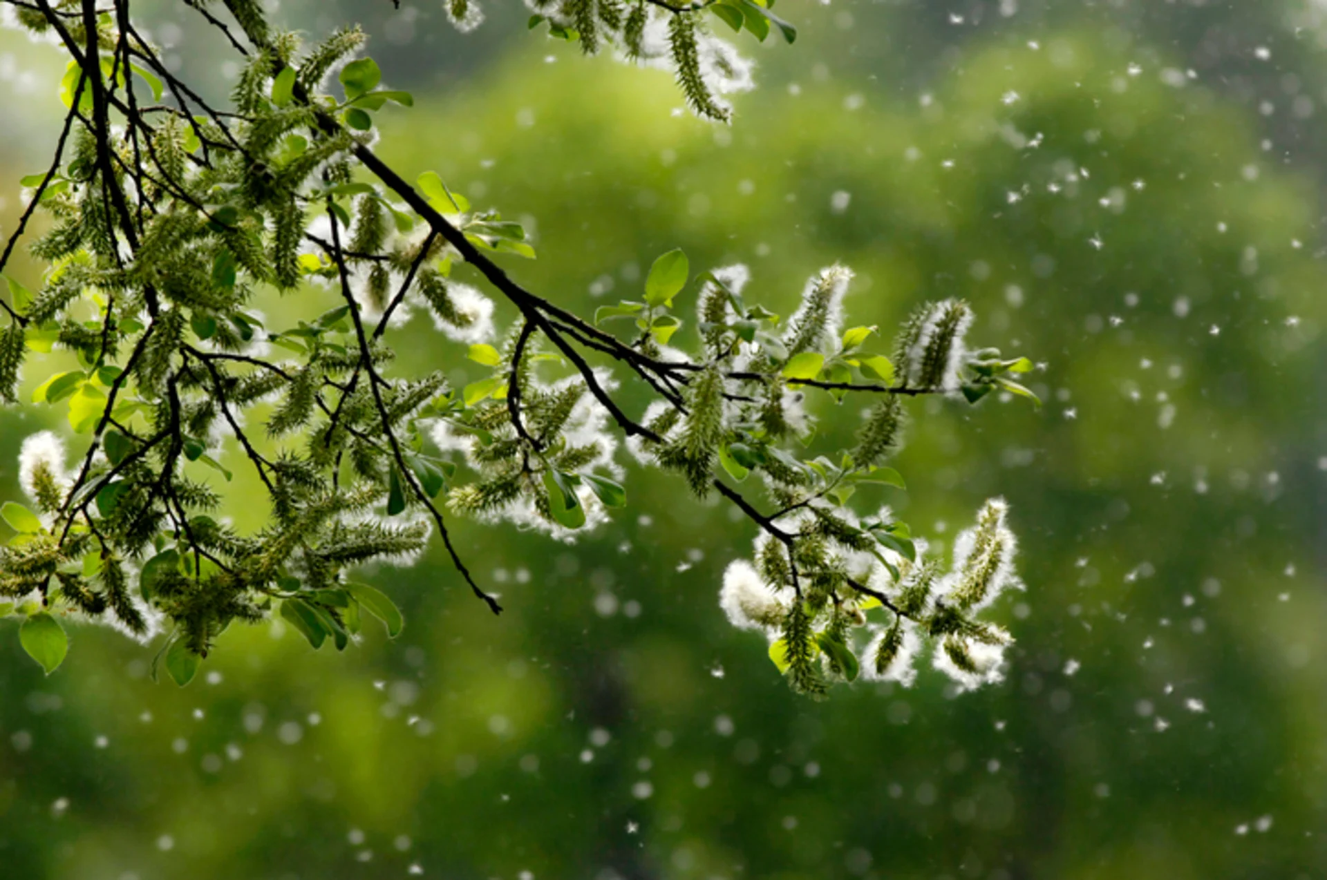 PHOTO allergies tondeuse 4