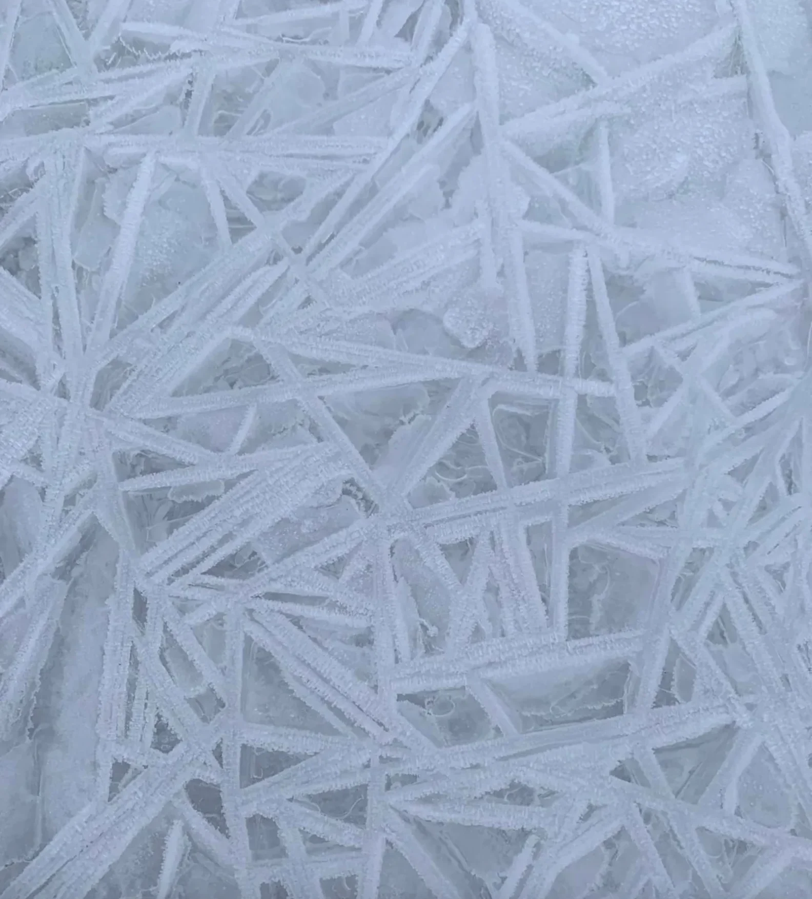 CBC: Kavanaugh said the stick-like formations happen in calm conditions when supercooled water molecules arrange themselves into crystals that tend to grow like needles. (Submitted by Peter Hofbauer)