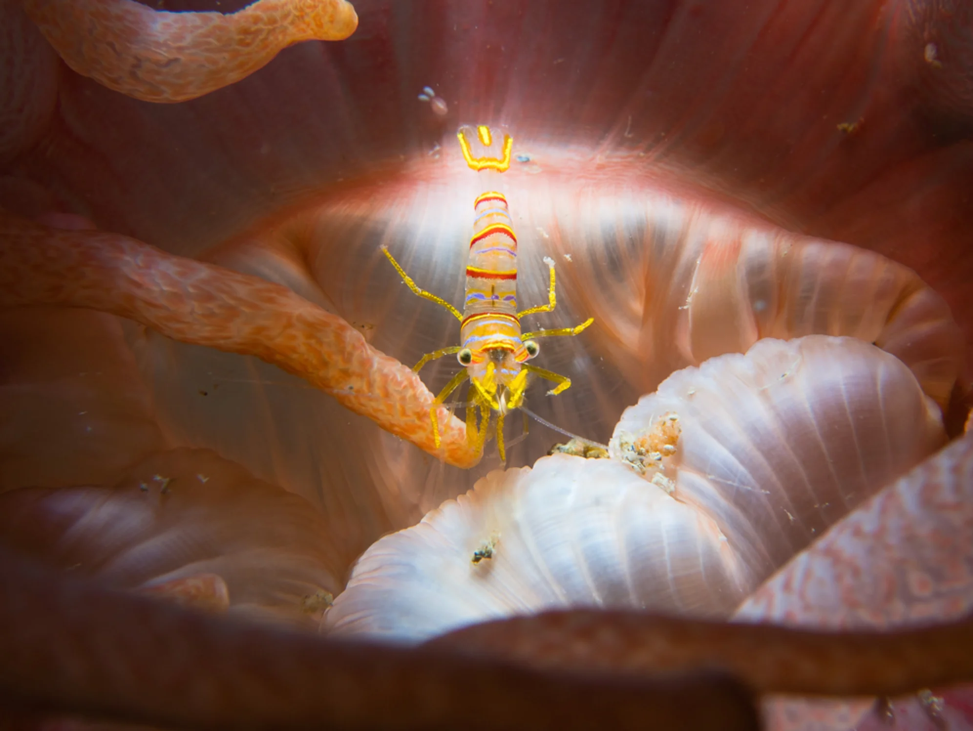 No re-use: Flora, Fauna and Fungi  Winner: Eli Wolpin