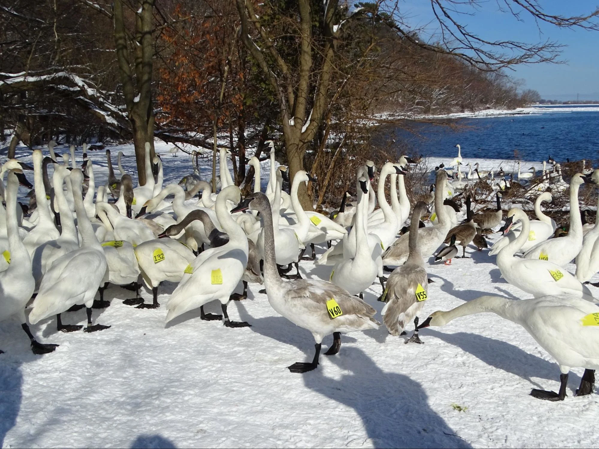 Beverly Kingdon Trumpeter Swans