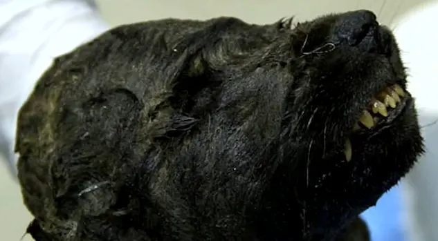 18,000-year-old puppy discovered in near-perfect condition in Siberia