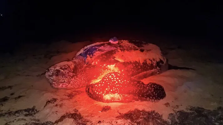 cbc turtles