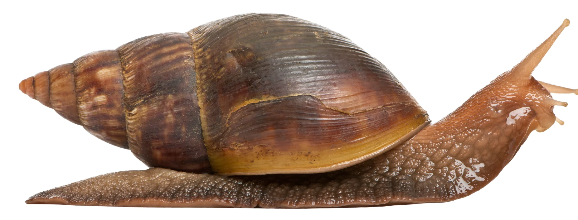 CANVA PRO - giant snail 2