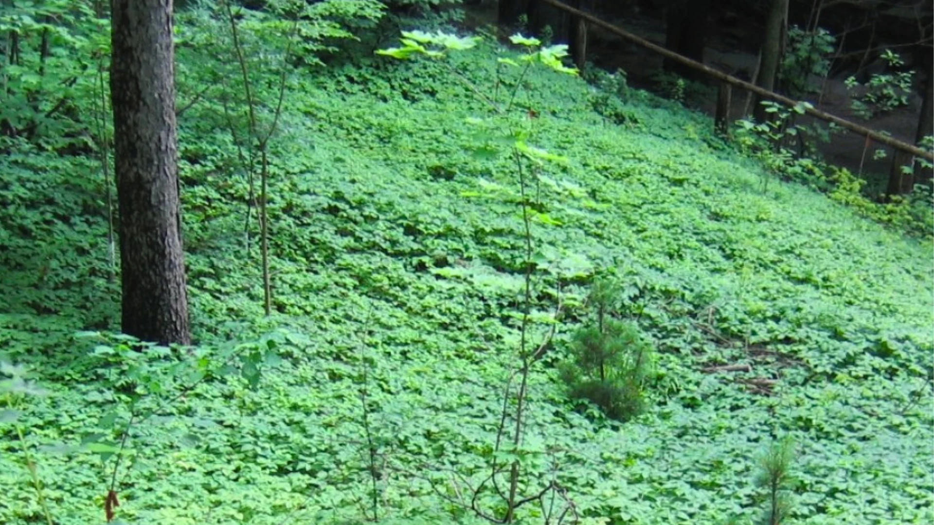PLANTE ENVAHISSANTE 1