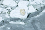 Les ours polaires au front de la crise climatique