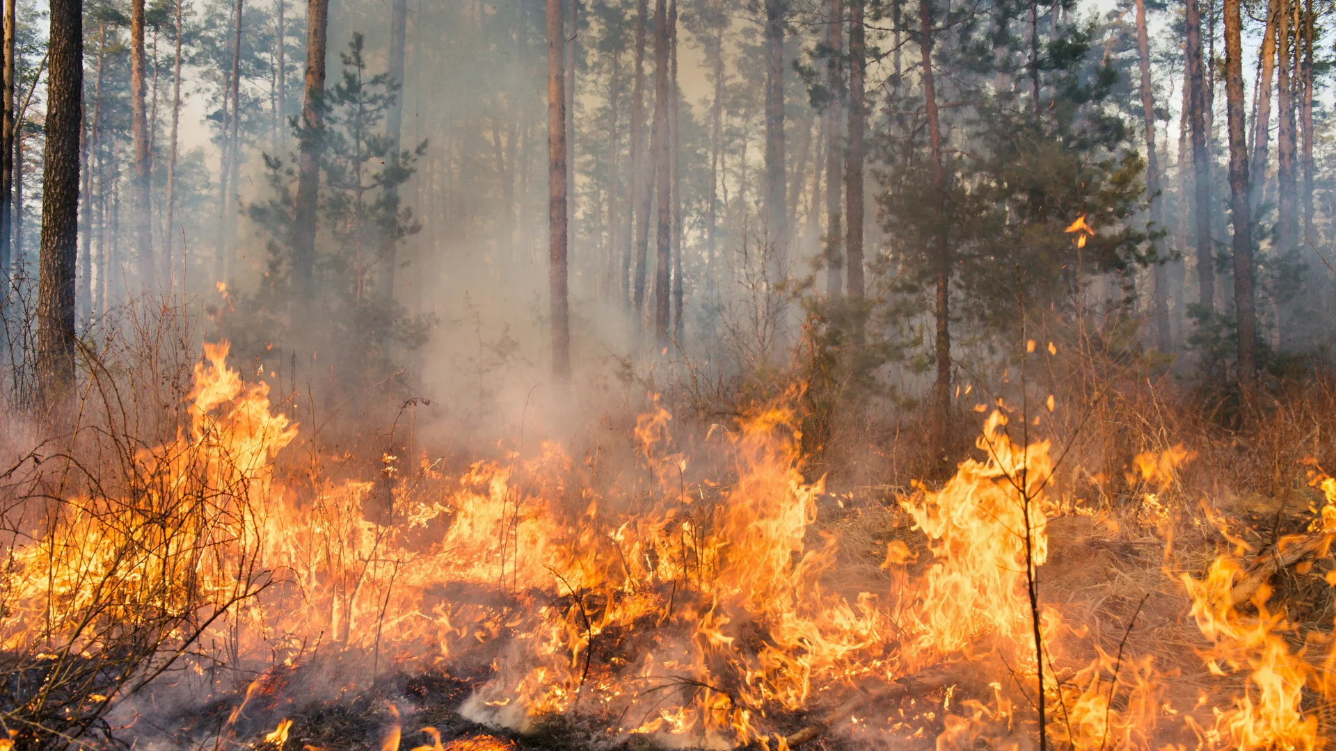 A forest hazard injuring firefighters has prompted special training in B.C.