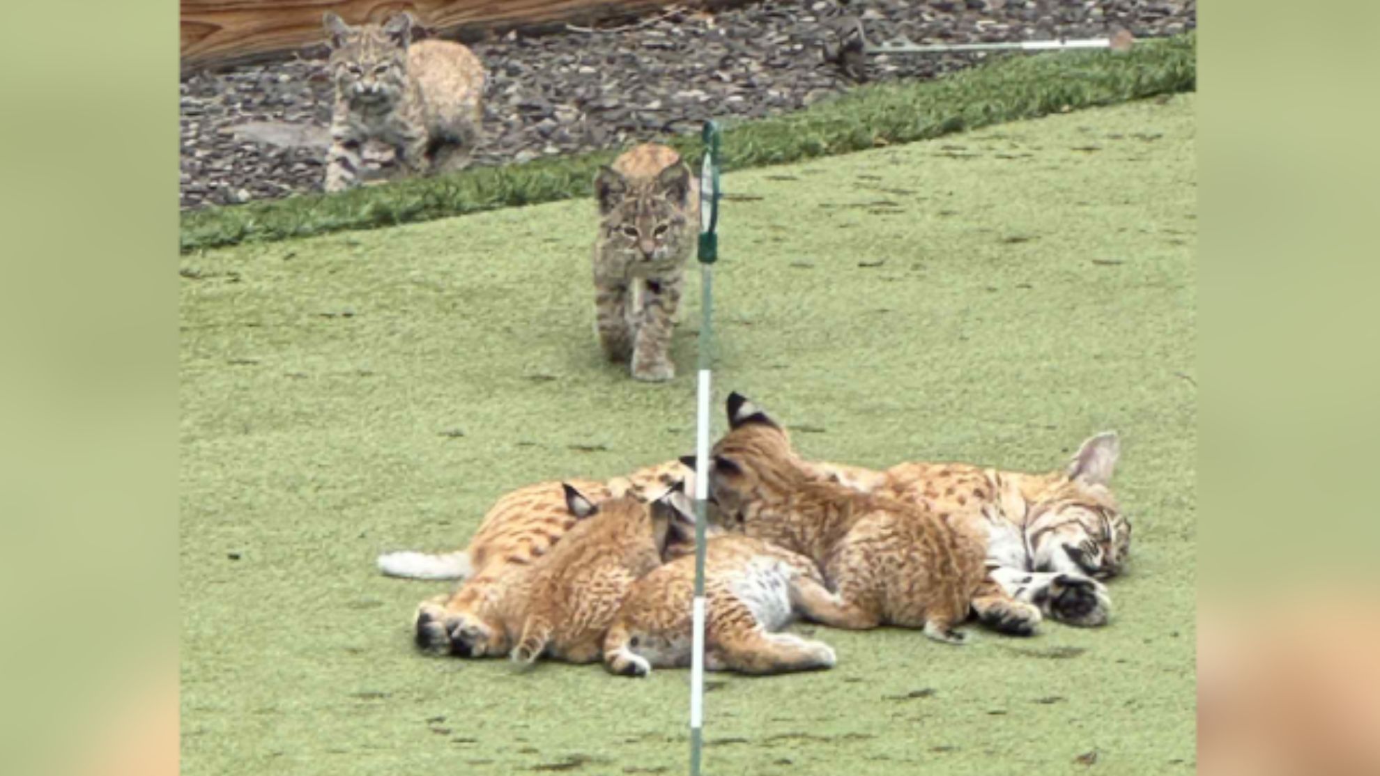 Watch these bobcat kittens ‘play a-round’ on backyard Calgary putting ...