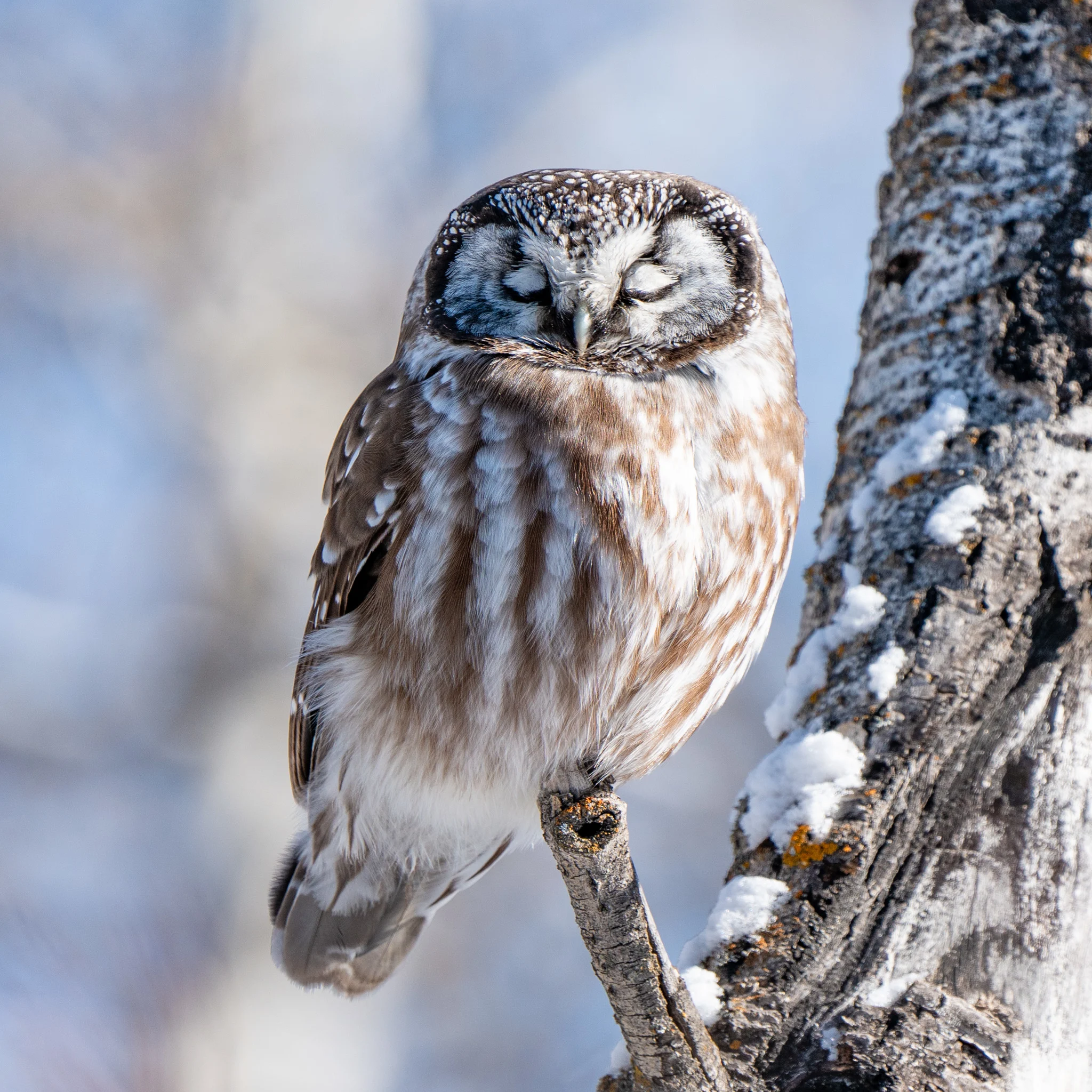 Boreal owl spotted in Calgary. Courtesy: Kyle Brittain