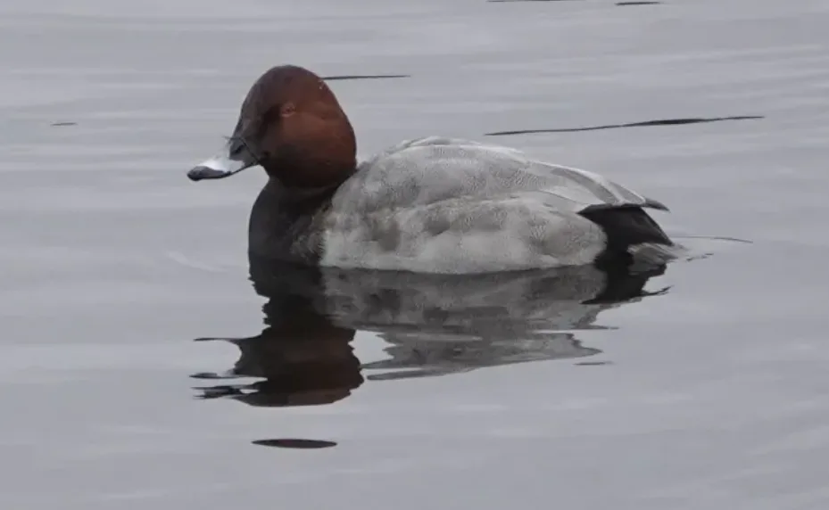 Rare duck splashes down on B.C., first recorded sighting of its kind
