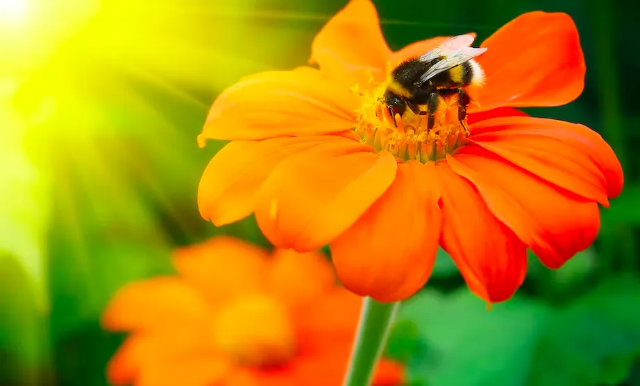 Bees that can adapt to the changing climate around us offer hope for more research and better policy and conservation efforts. (Shutterstock)