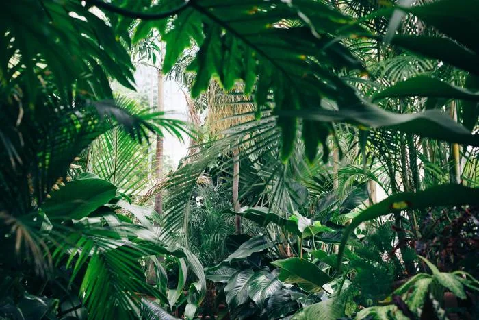 Deux espèces de plantes sur cinq pourraient s'éteindre