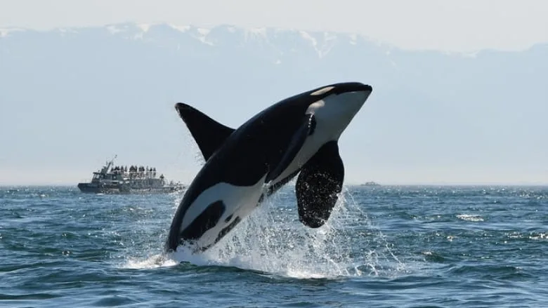 New regulations aim to protect killer whales from nearby fishing year round