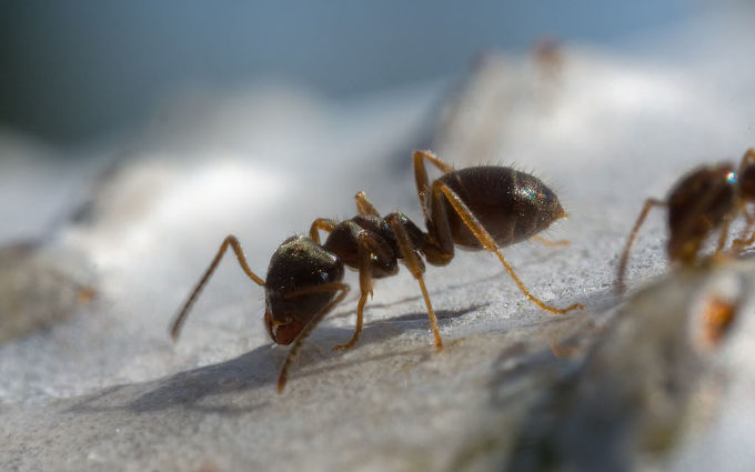 Ants Richard Bartz Wikimedia Commons