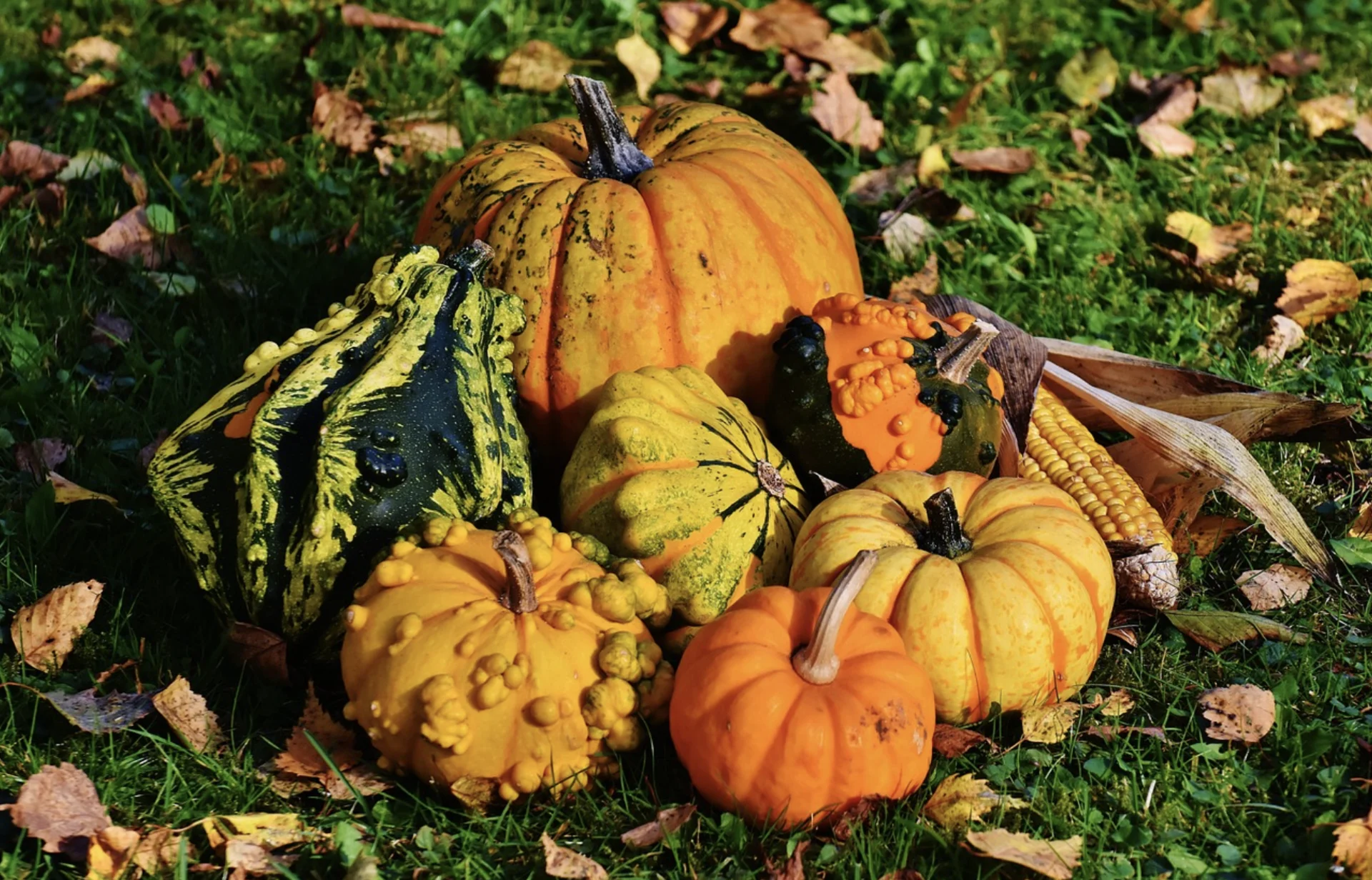 There's a lot you don't know about pumpkins