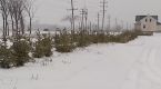 How ‘living snow fences’ help make roads safer for drivers during winter