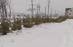 How ‘living snow fences’ help make roads safer for drivers during winter
