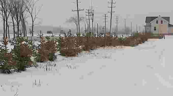 Mark Robinson: Snow Fence, trees