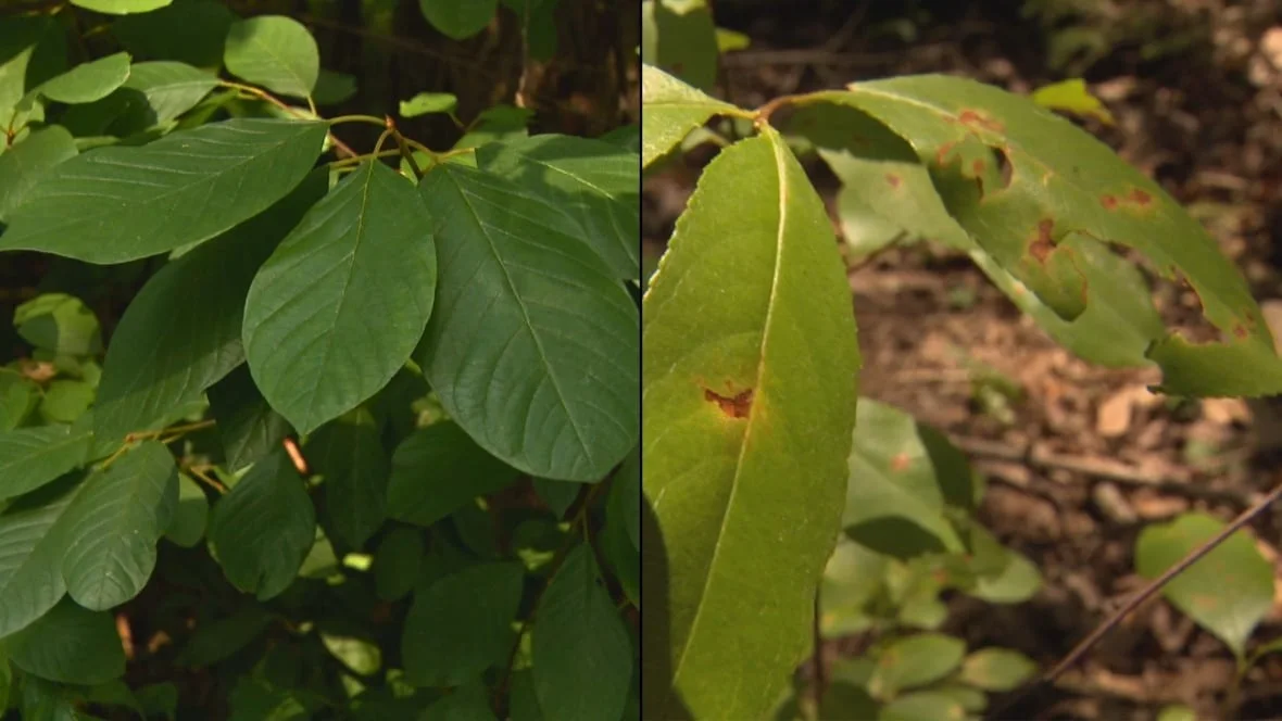 CBC Buckthorns, left, don't have natural predators, which is how they outcompete native species like chokecherry, right. (Daniel Jardine/CBC)
