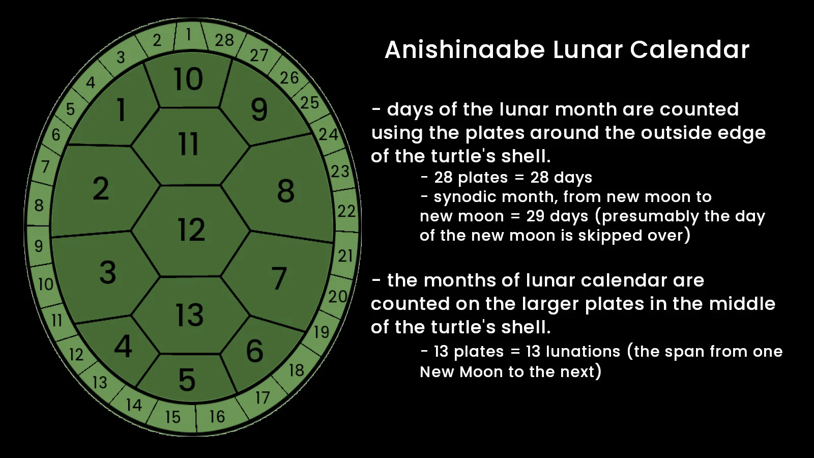 Indigenous Lunar Calendar Turtle Shell