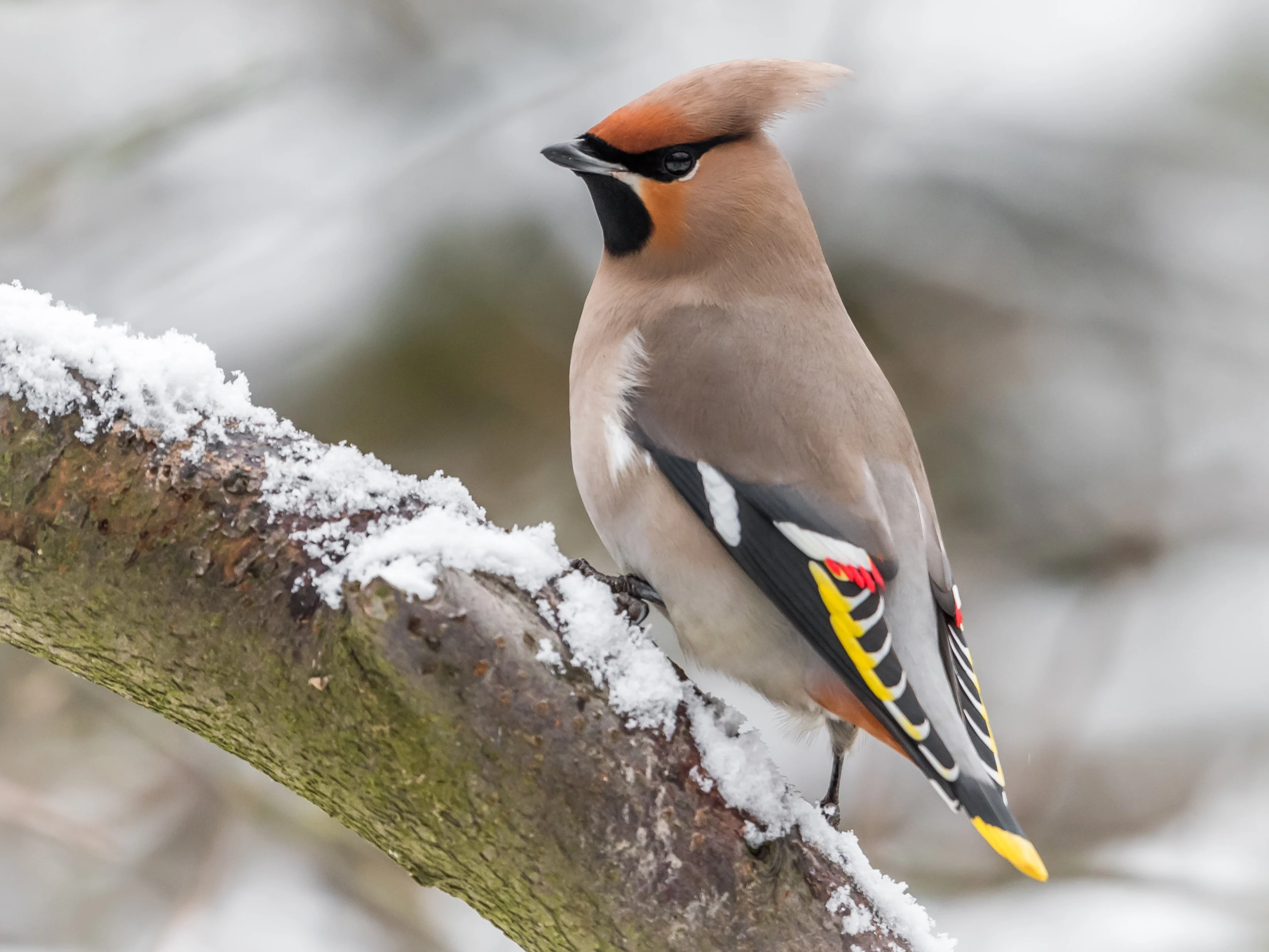 GettyImages-Cedar waxwing