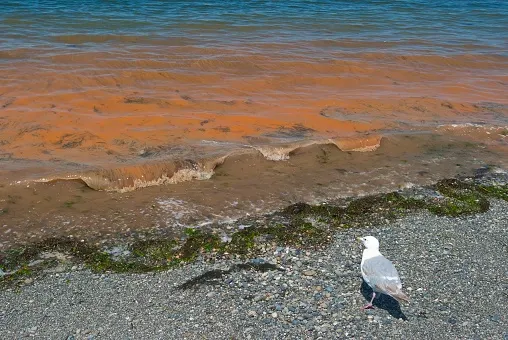 Rusty 'red tide' washes into BC coast, oyster recall issued