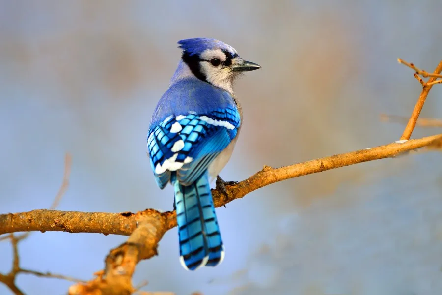Getty Images/Brian E. Kushner. Blue Jay sits on branch