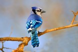 Magpie or blue jay? Help choose Calgary's official bird