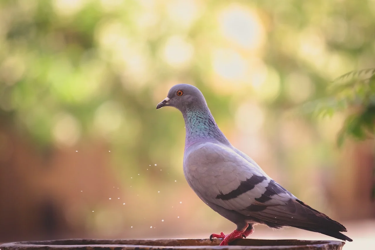 Bird/Lenstravelier/Unsplash