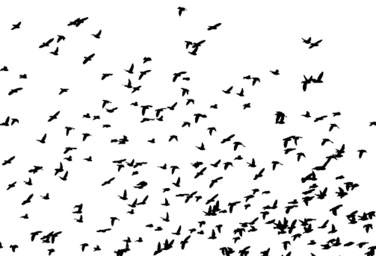 Not everyone is a ‘snowbird’: How birds overwinter in Canada - The