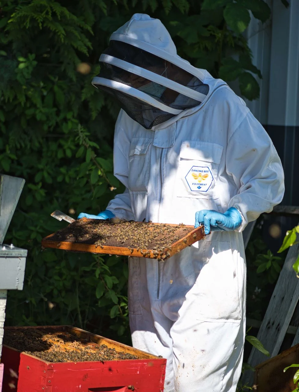 Alison McAfee inspects a hive/Submitted
