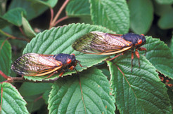 Cicadas in Alberta: What you need to know