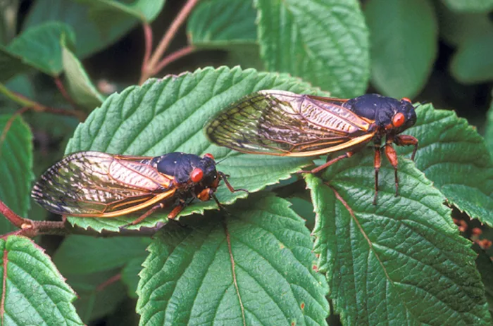 Cicada - Wikipedia/Public Domain
