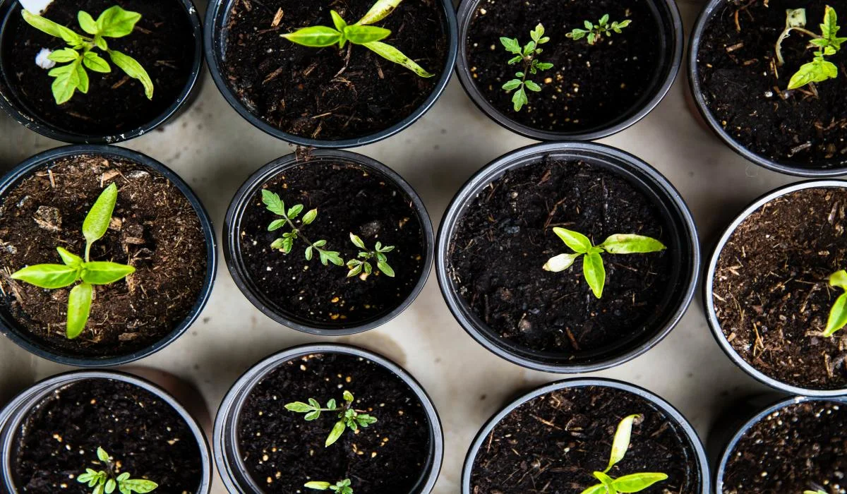 Jardinage : trucs de pro pour une récolte fructueuse