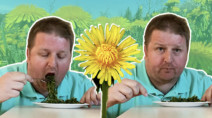 Are dandelions safe to eat?
