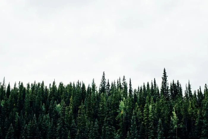 La forêt québécoise, cette alliée précieuse contre les changements climatiques