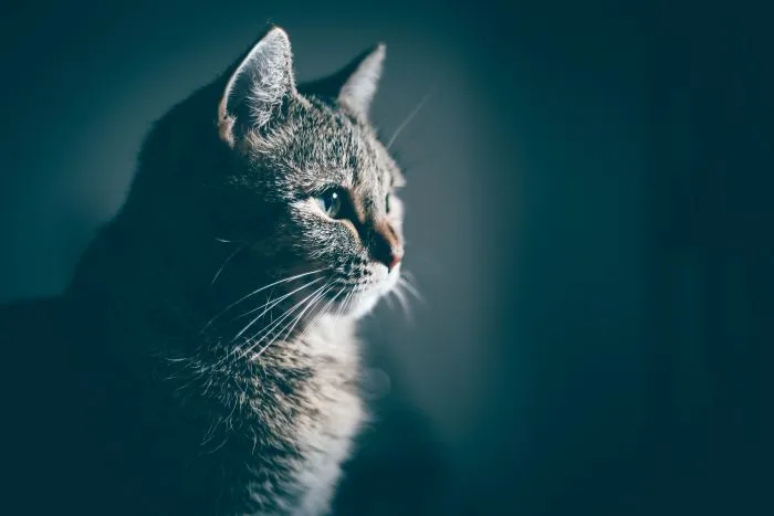 Des animaux secourus des inondations