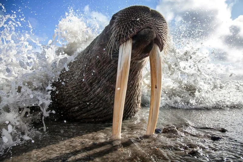 Scientists ask the public to help count walrus from space 