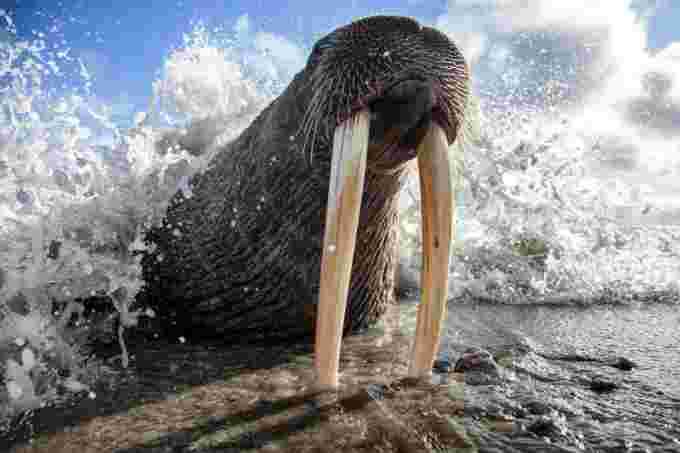 Walrus Russia Mike Korostelev/Moment/Getty Images